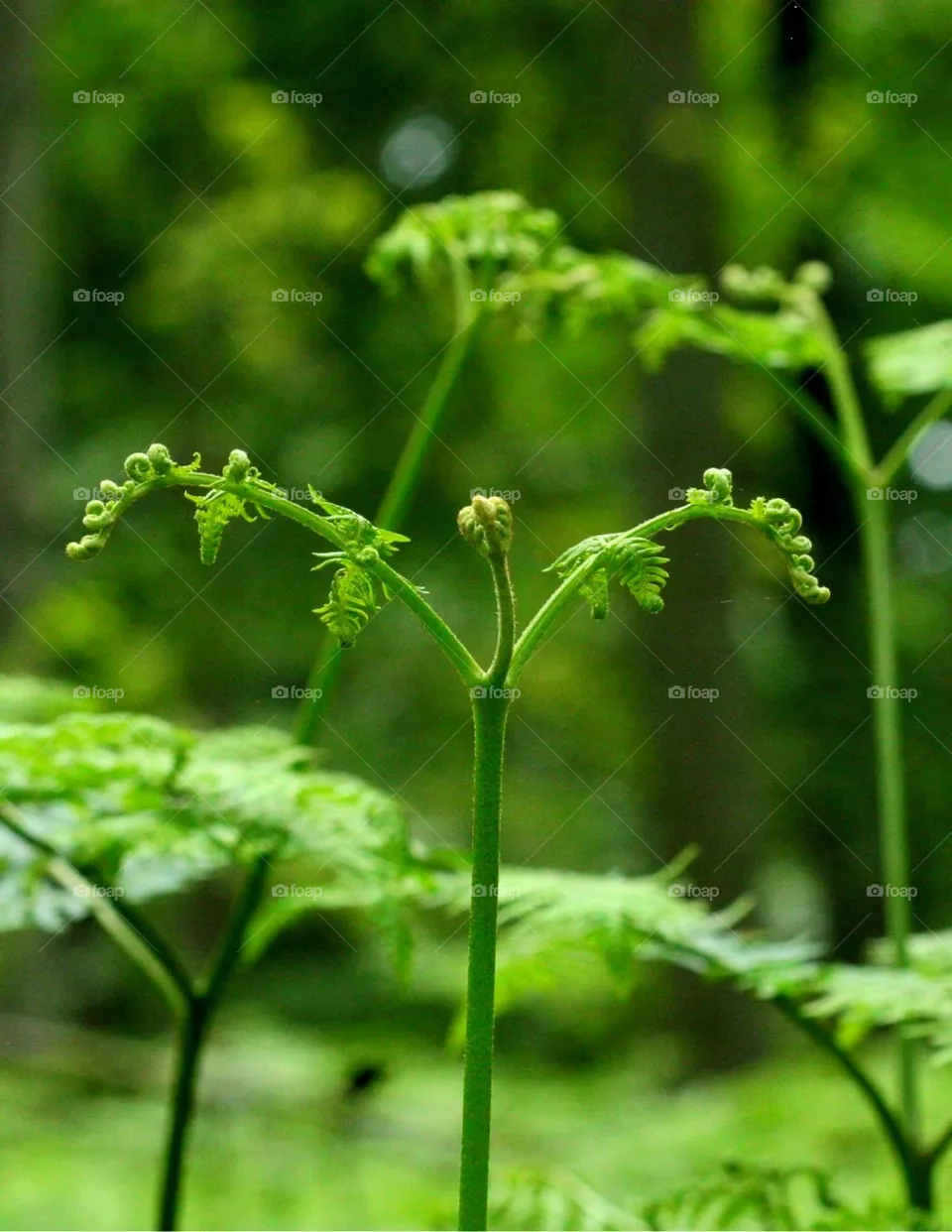Bracken