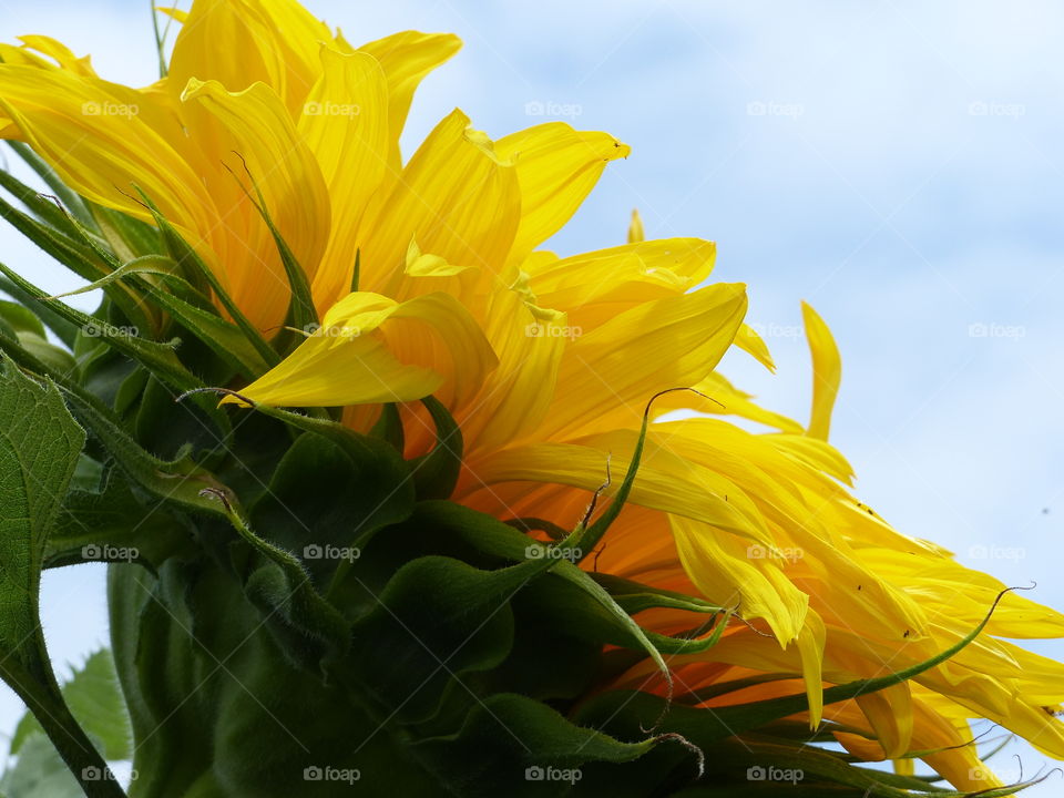 Close-up of single sunflower