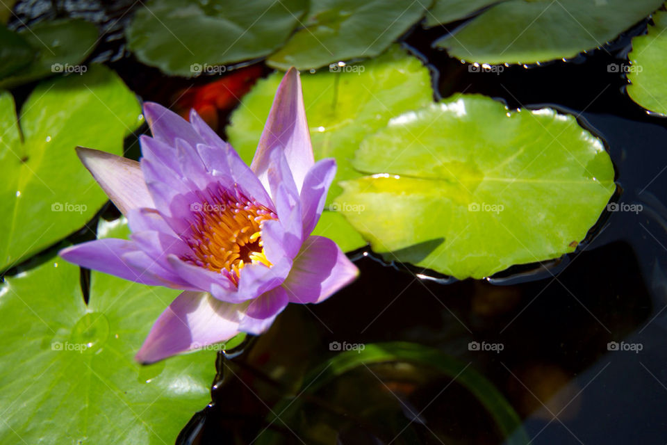 green nature flower lilac by splicanka