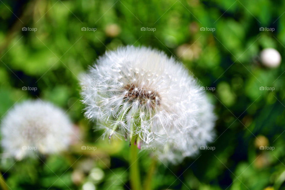 spring nature dandelion flower by lanocheloca
