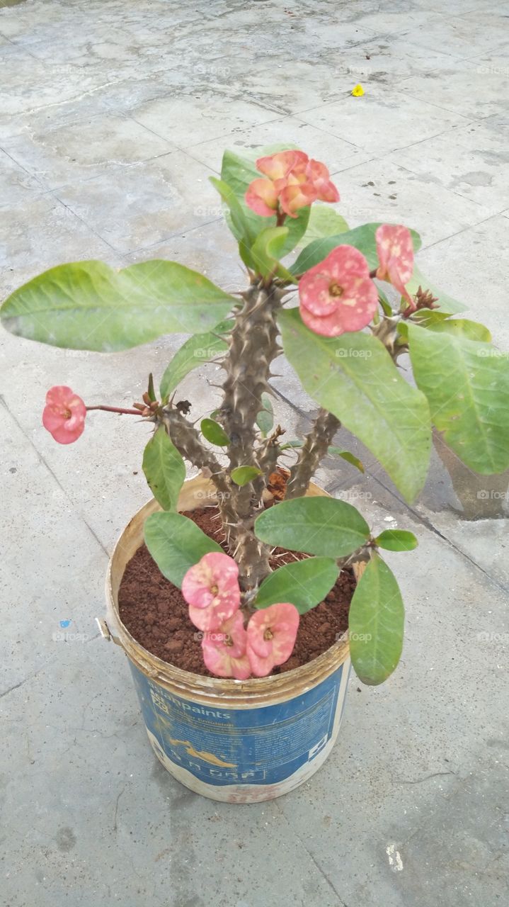 Pahari Phool🌺🌺🌺🌺🌺🌺🌺🌺