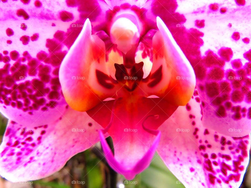 orchid heart