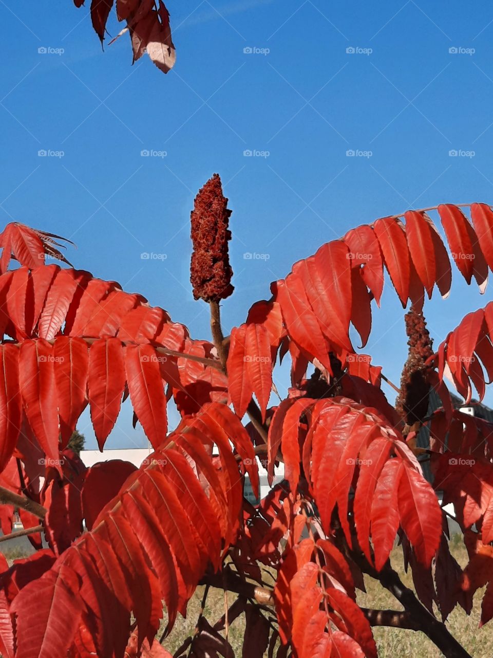 red leaves of sumac tree against blue sky