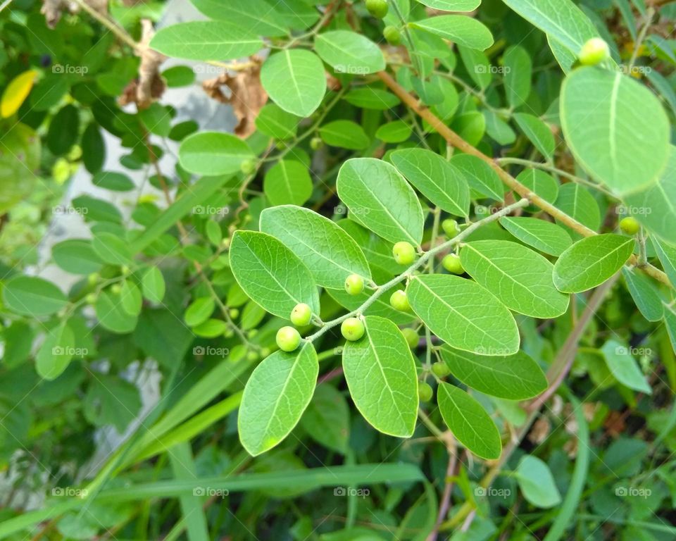 Wild plant fruit on tree