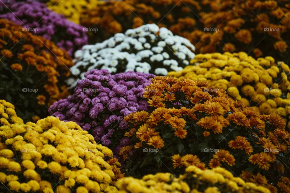 Many flower in the world but it's the best photo flowers