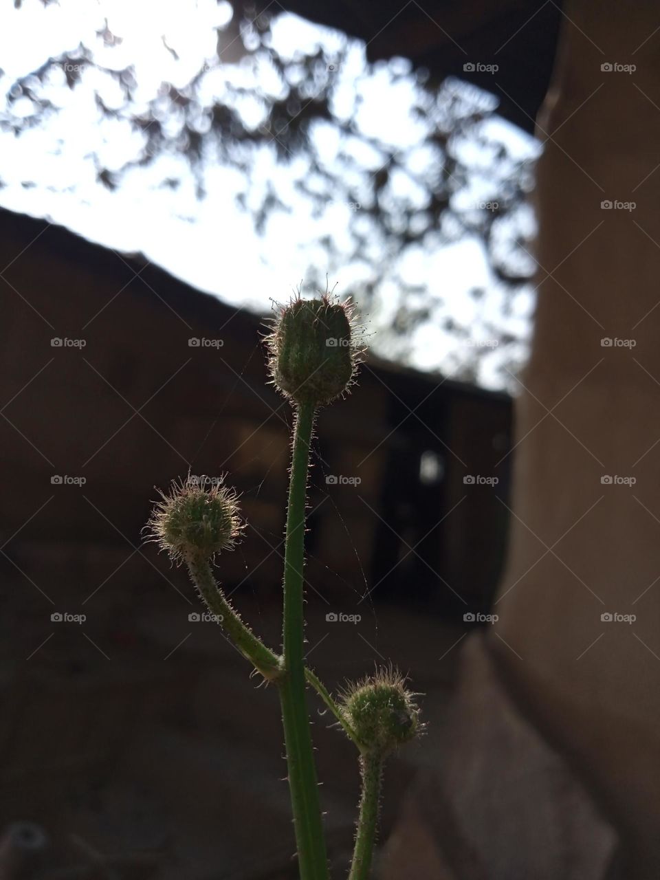 this is a macro pic of the unknown flower