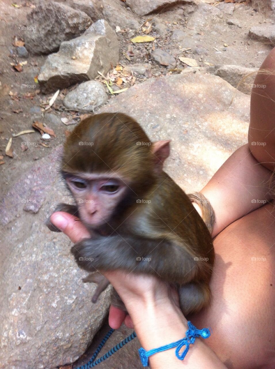 Little monkey 