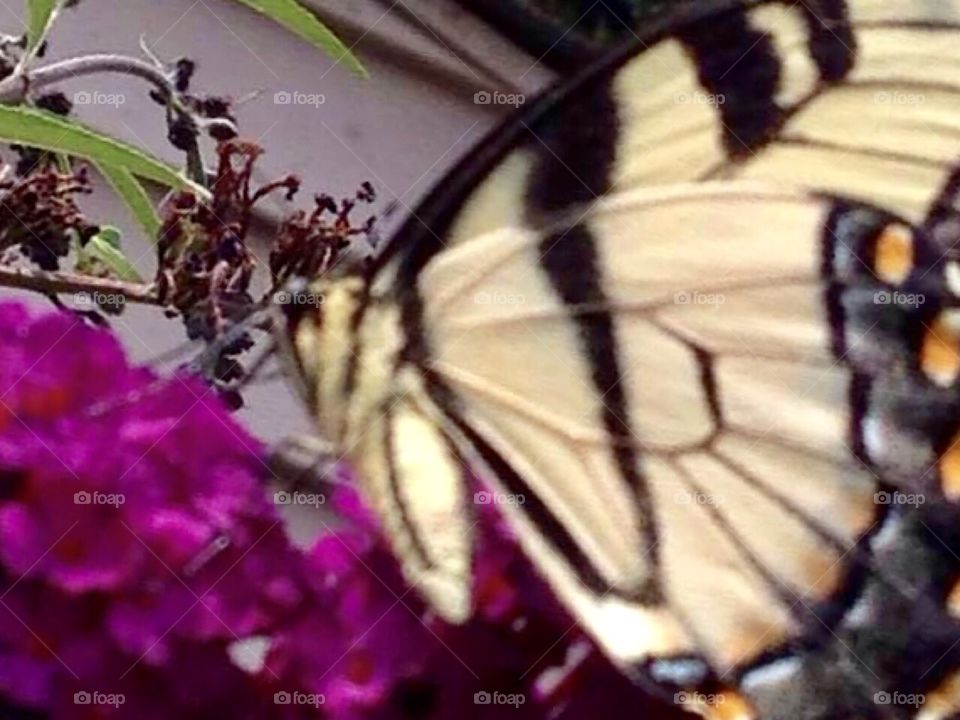 Butterfly closeup 