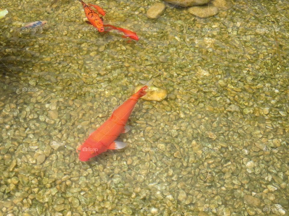 Fish. orange fish
