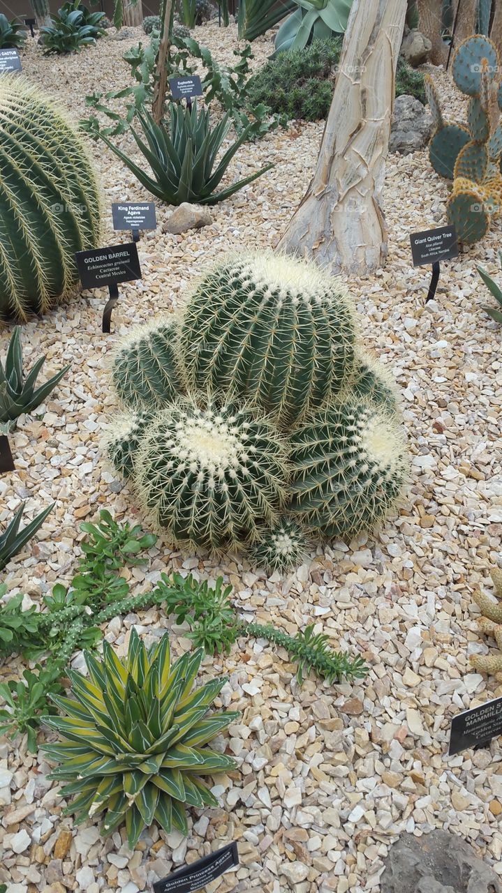 Cactus, Desert, Succulent, Sharp, Spine