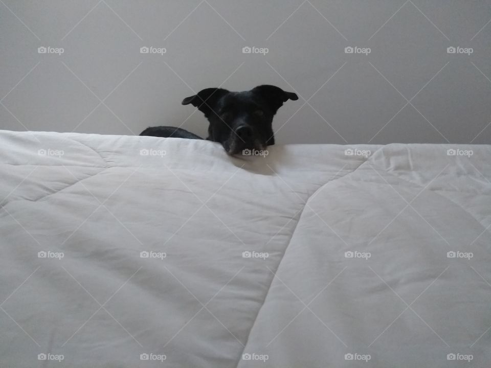 Cachorro querendo subir na cama - Dog wanting to climb on the bed