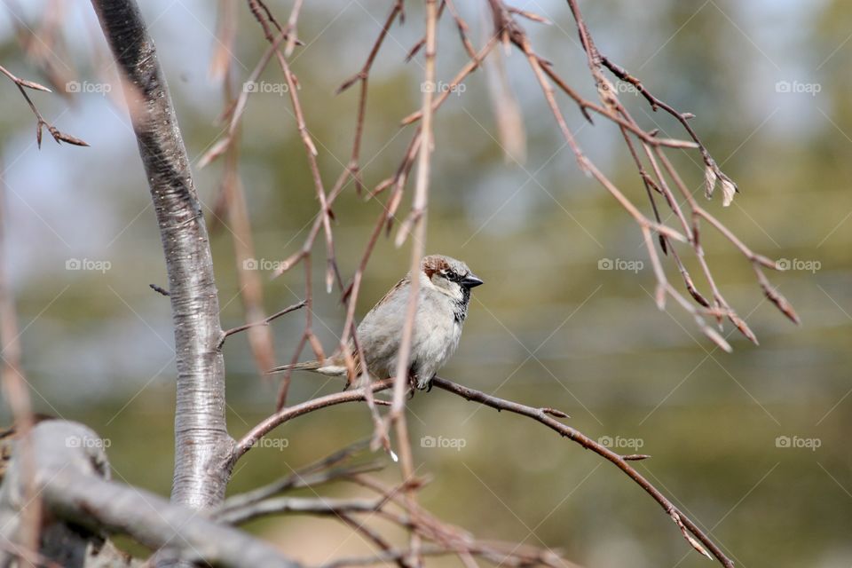 Chickadee 