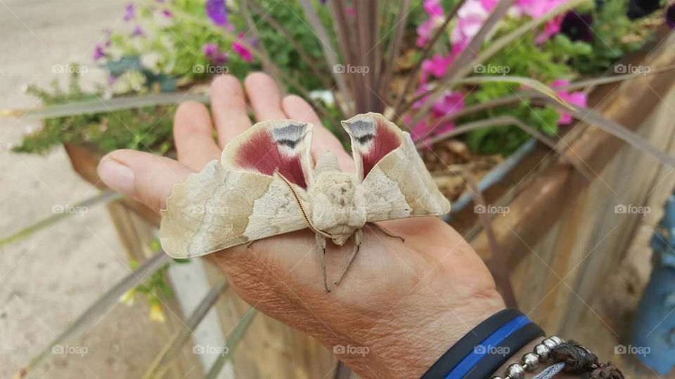 Giant Moth