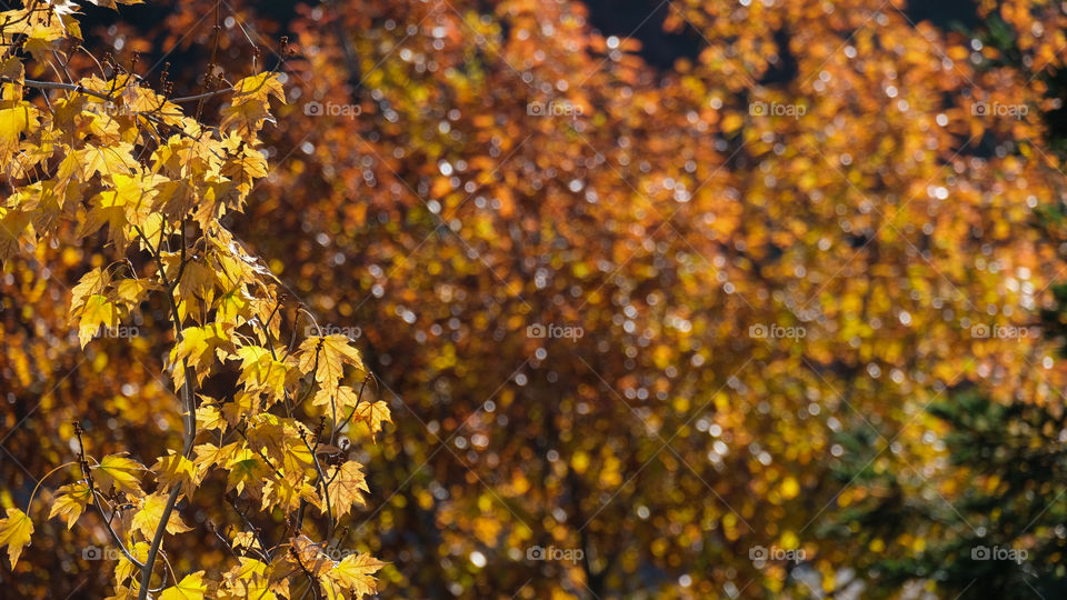 Autumn foliage