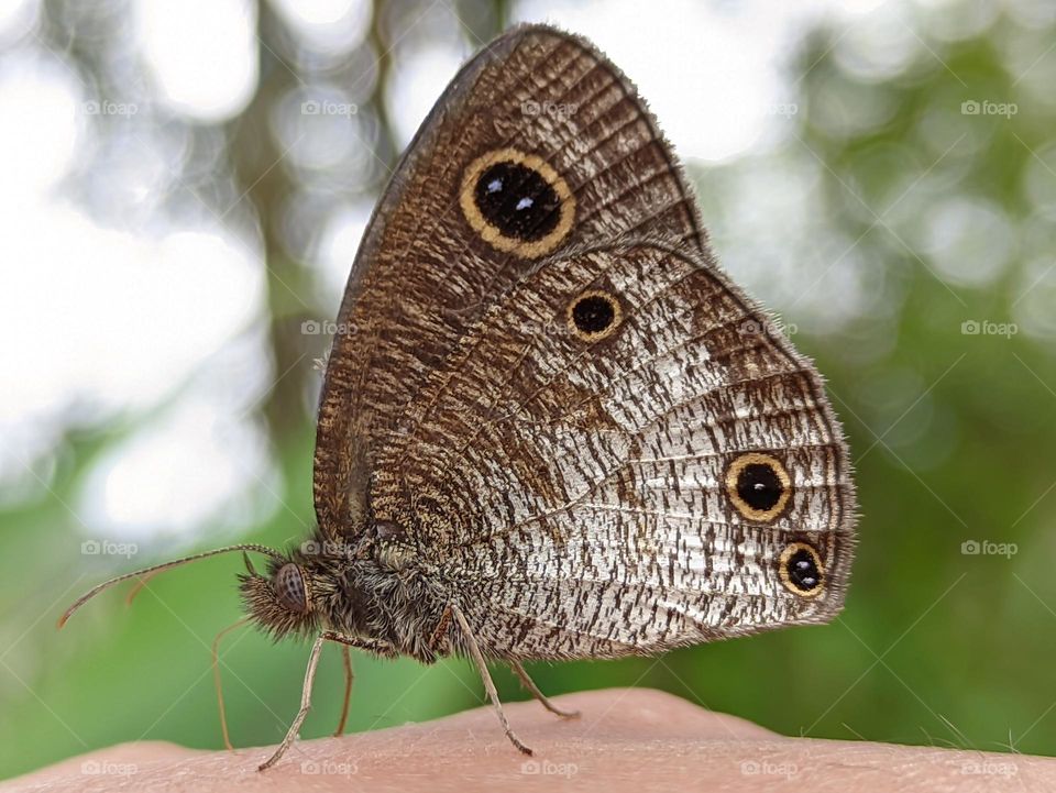 beautiful brown butterfly perched above my hand