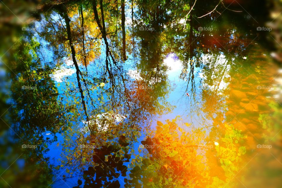 Beautiful picture perfect photo of the trees and sky reflecting off the water