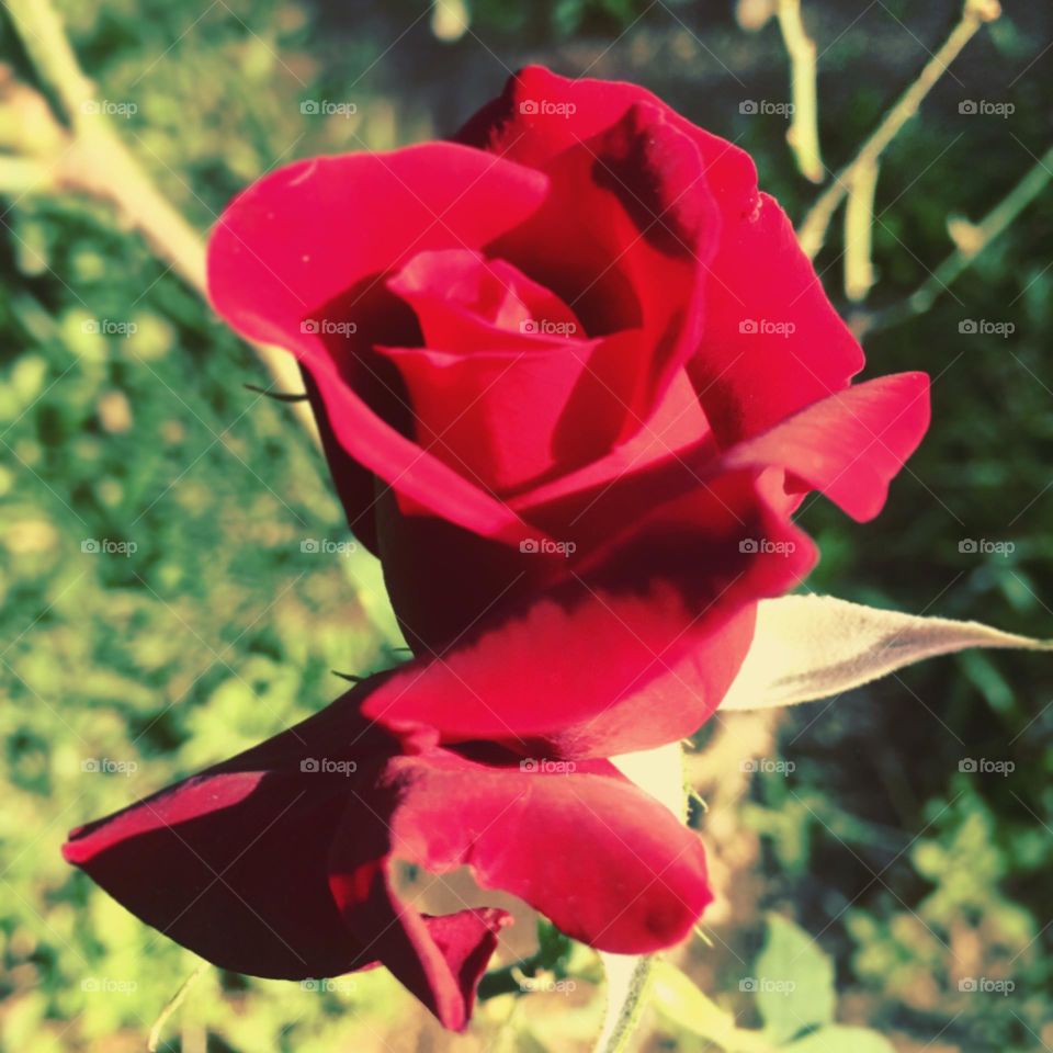 🌹 🇺🇸 Very beautiful flowers to brighten our day.  Live nature and its beauty. Did you like the delicate petals? / 🇧🇷 Flores muito bonitas para alegrar nosso dia. Viva a natureza e sua beleza. Gostaram das pétalas delicadas? 