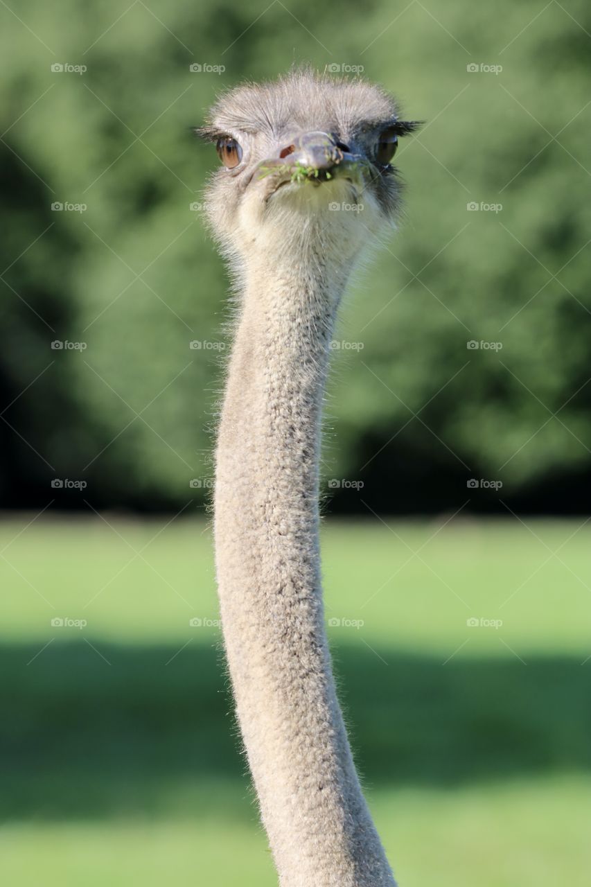 ostrich