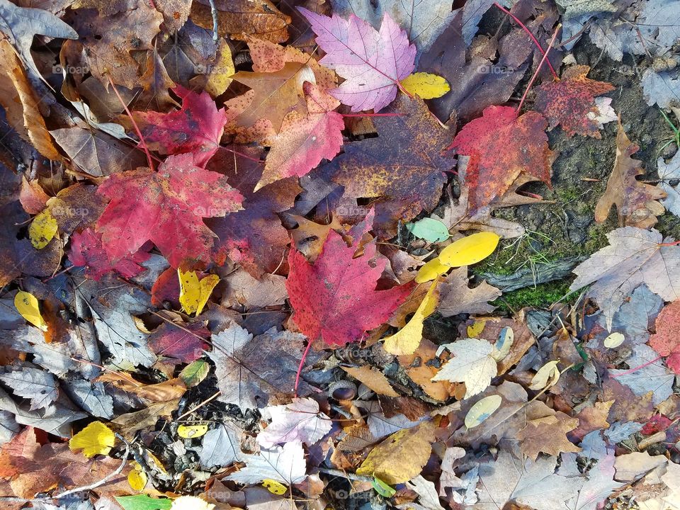 Maple leaves in Fall, Unionville, CT