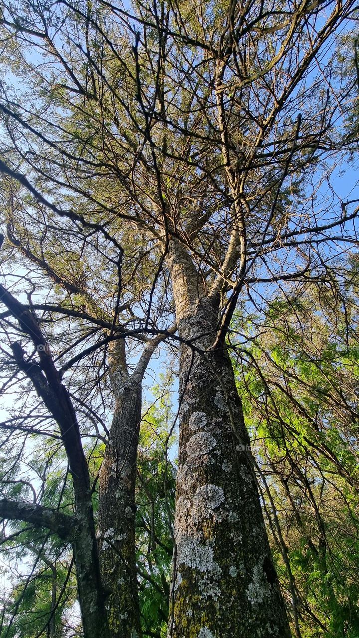 beautiful big forest trees