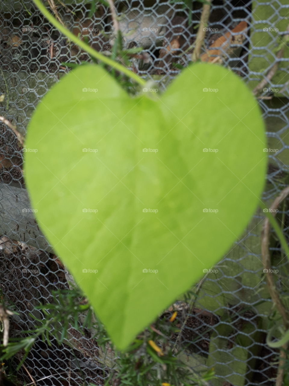 Leaf, Flora, Nature, Garden, Growth