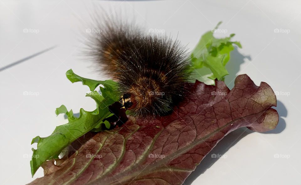 Caterpillar Eating Green And Red Lettuce Getting Ready As Summer Is Starting Under The Sunlight.