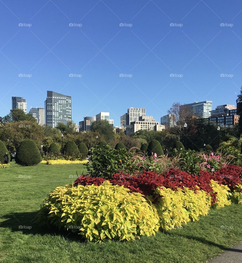 Autumn flowers in the Boston Public Gardens are a vibrant celebration of the season's colors. Bold shades of dark red and yellow dominate the landscape, contrasting beautifully against the backdrop of the Boston skyline against a cloudless blue sky.