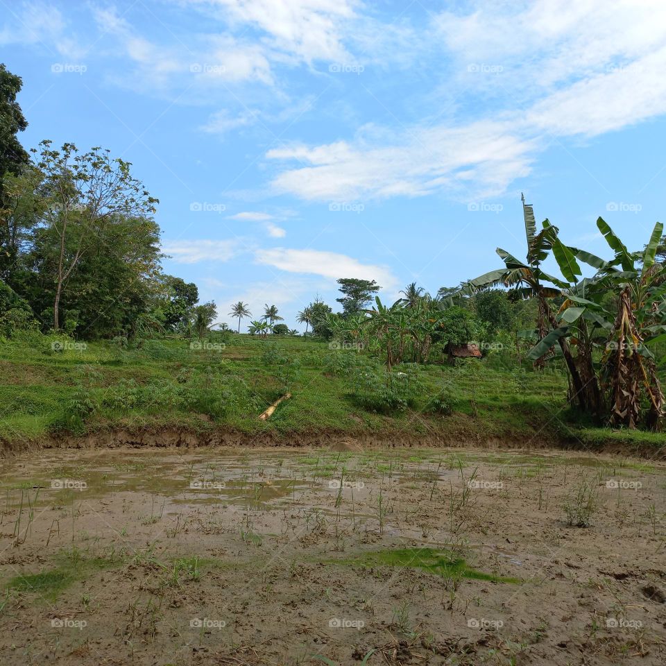 Views of rice fields with beautiful natural surroundings