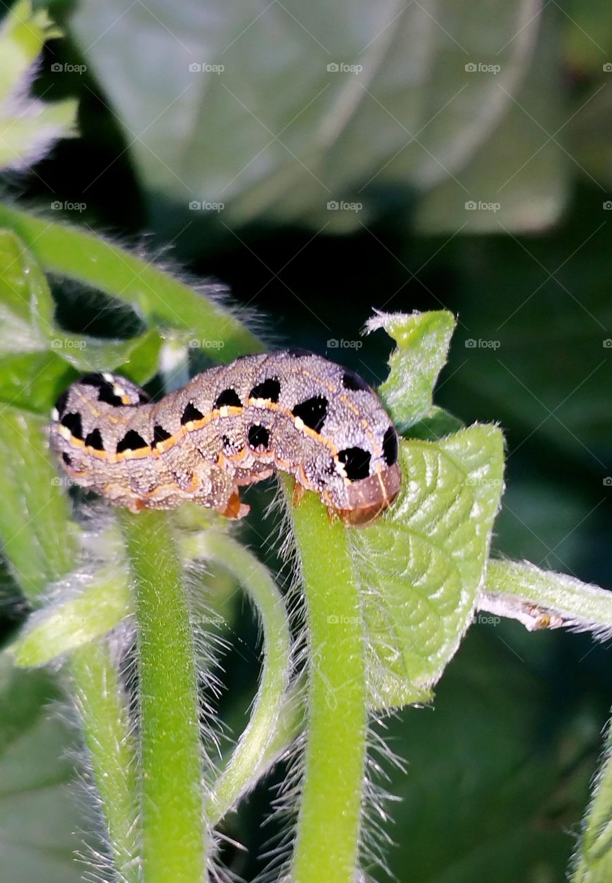 caterpillar worm on vine outdoors