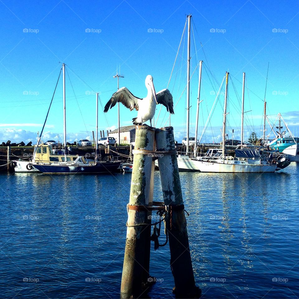 Pelican at lunch 