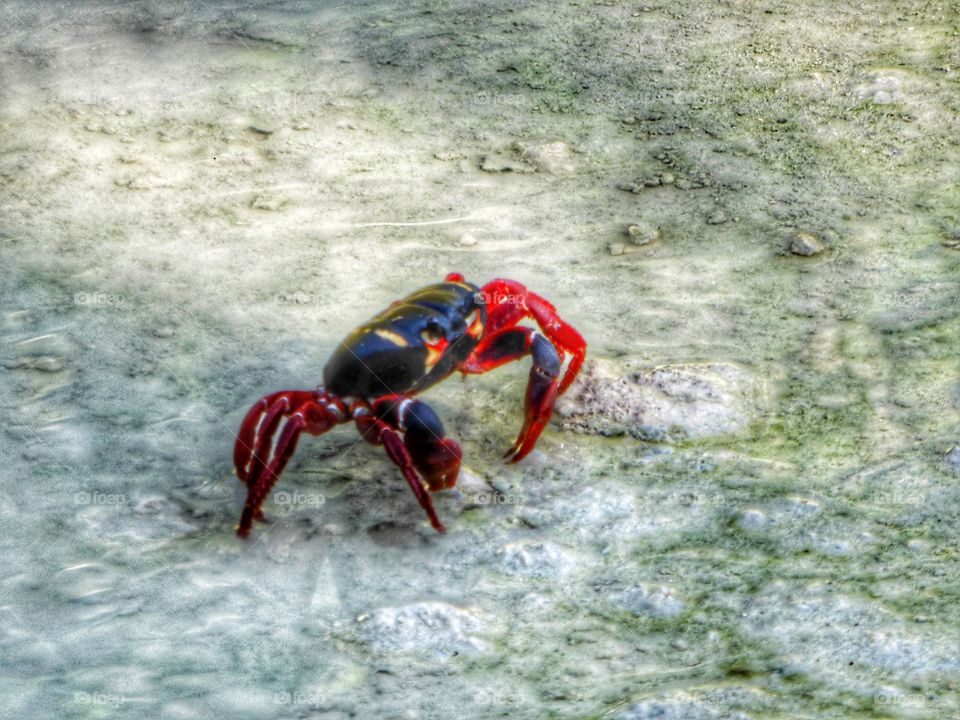 black and Red crab at a beach in Cuba