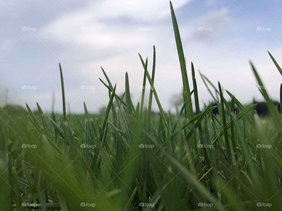 Jarry field grass, ground view