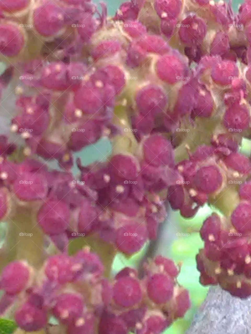 The beautiful flowers on the deeply forest they are called rade graps.