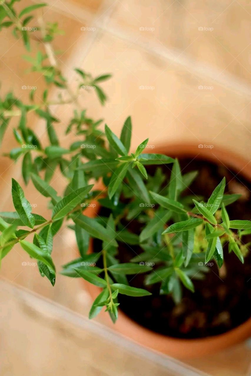 A very beautiful picture, and there is no better picture than it. There is no better picture of green herbs and colorful, red and white roses than it. Glory be to God, the natural and picturesque view, and there is no more