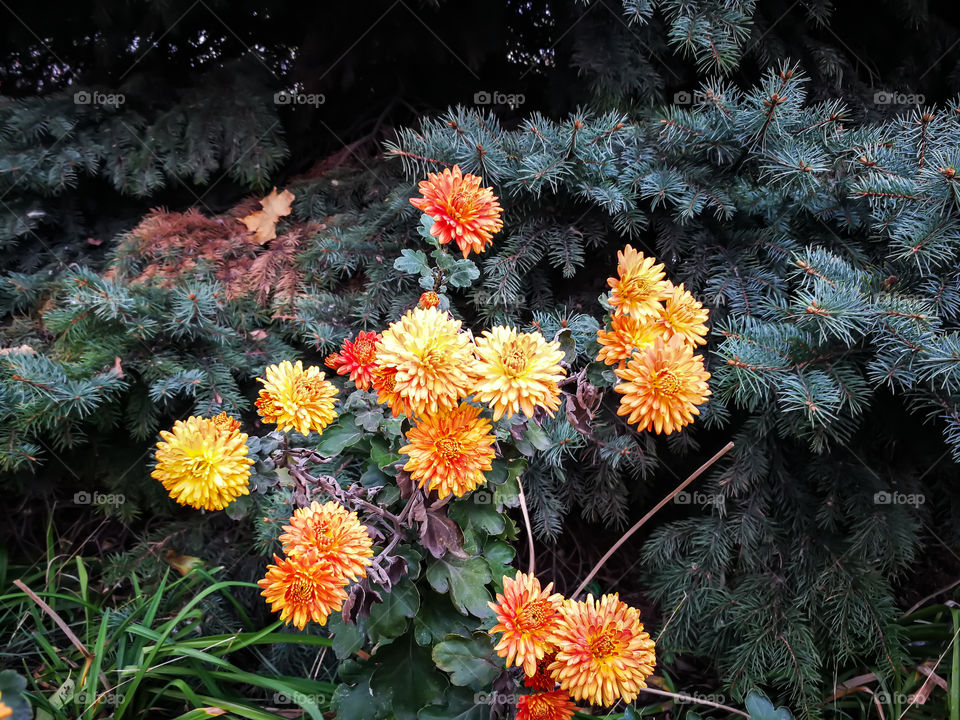 Chrysanthemums. Orange sun, pleasing us all autumn.