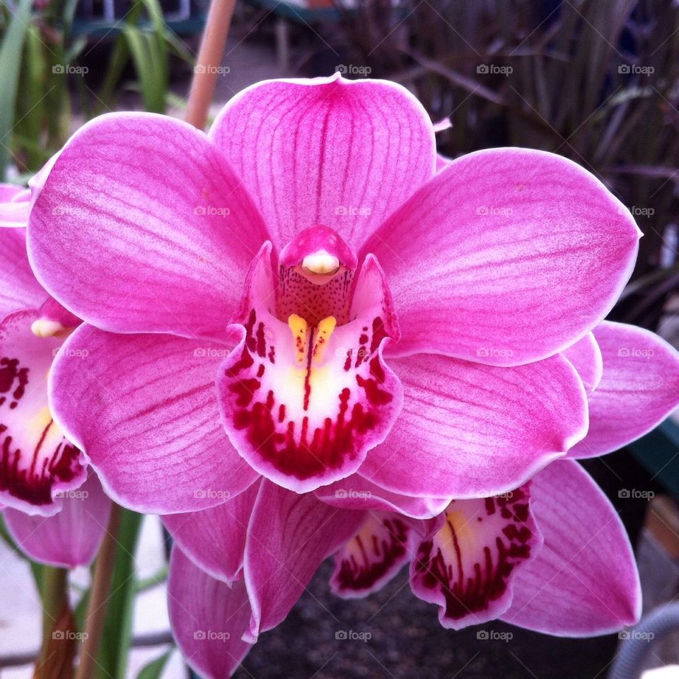 Orchid