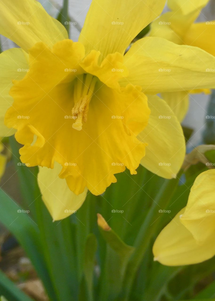 Yellow blooming daffodils 