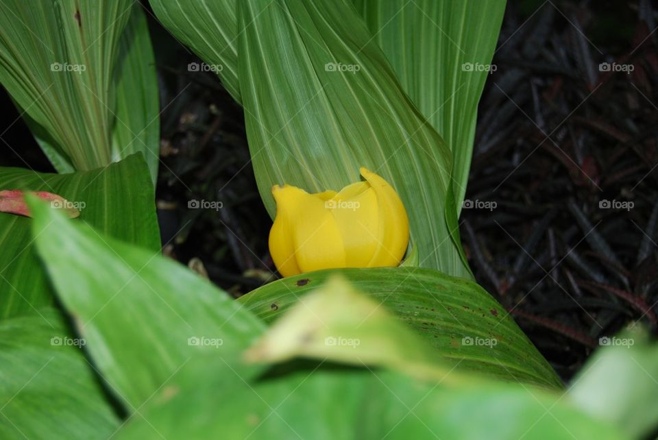 Tropical yellow flower