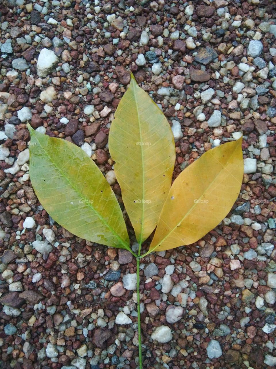 The leaf on the ground after rain