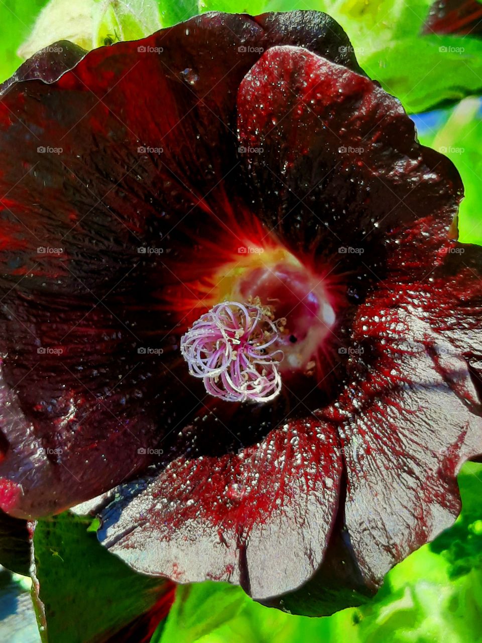 black alcea in sunshine