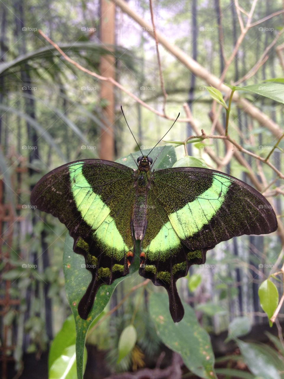 Butterfly on tree