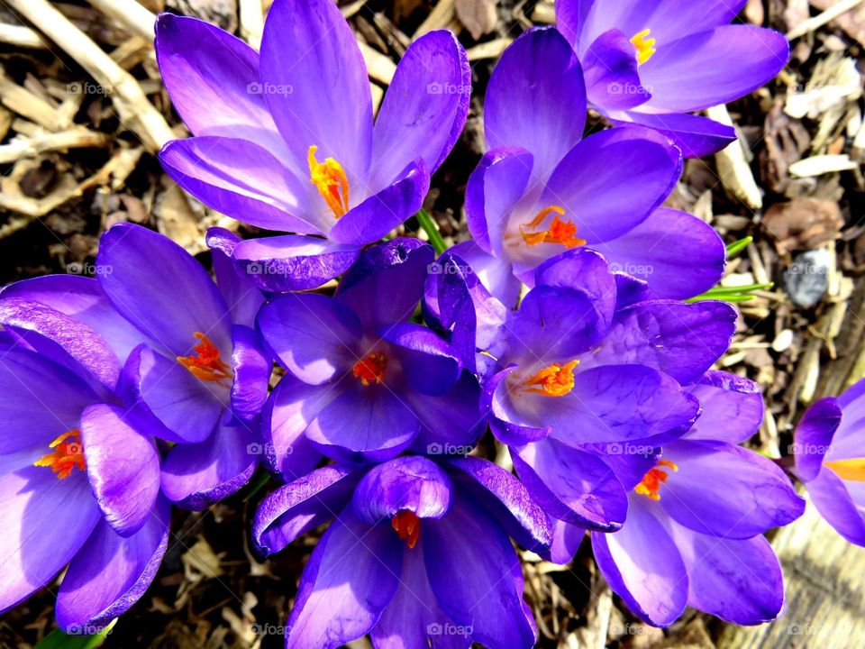 colourful crocuses