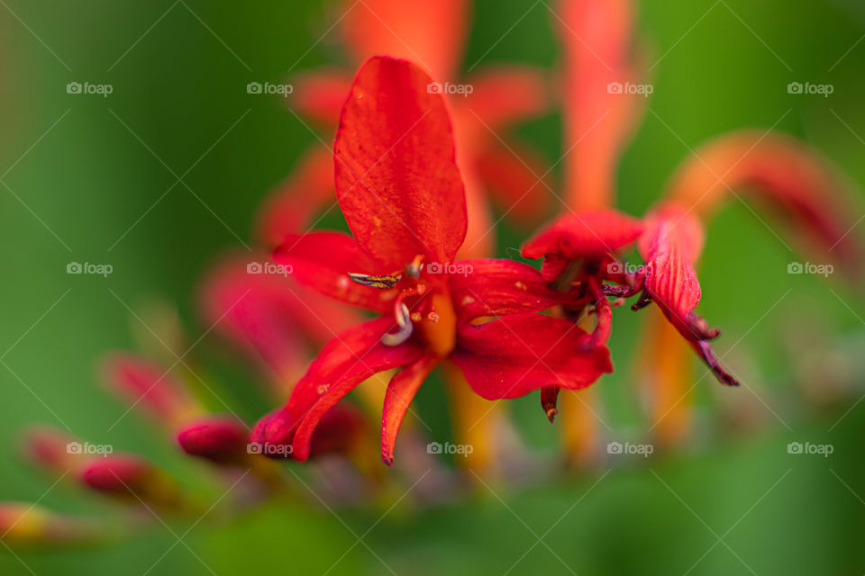 Red flower 