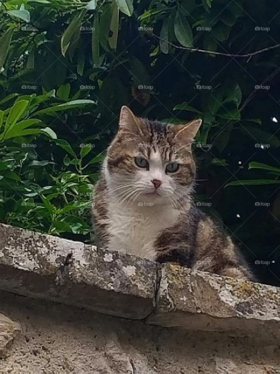 Cat sitting on wall looking down
