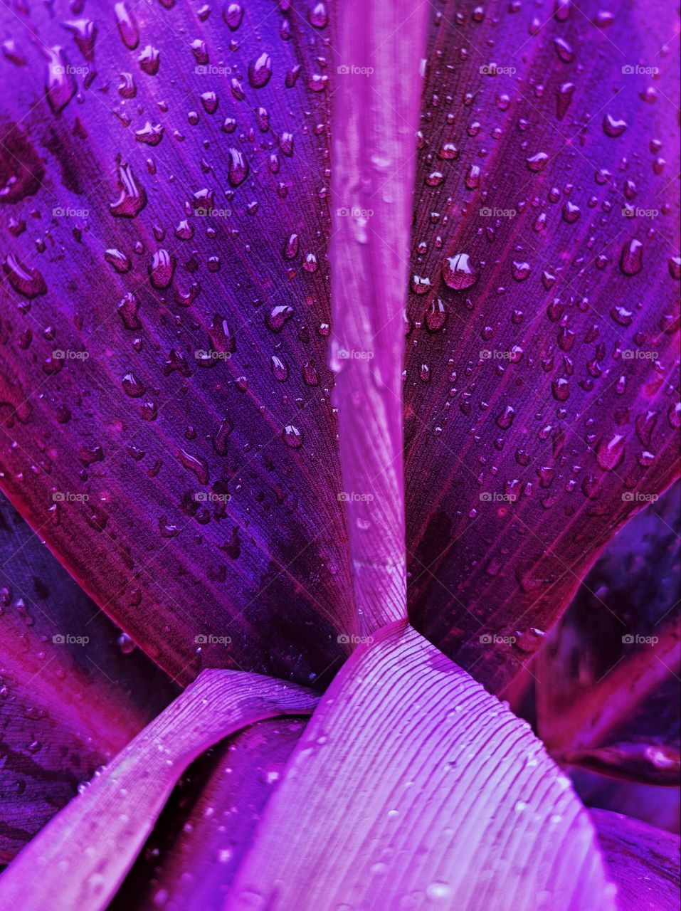 Purple foliage with raindrops