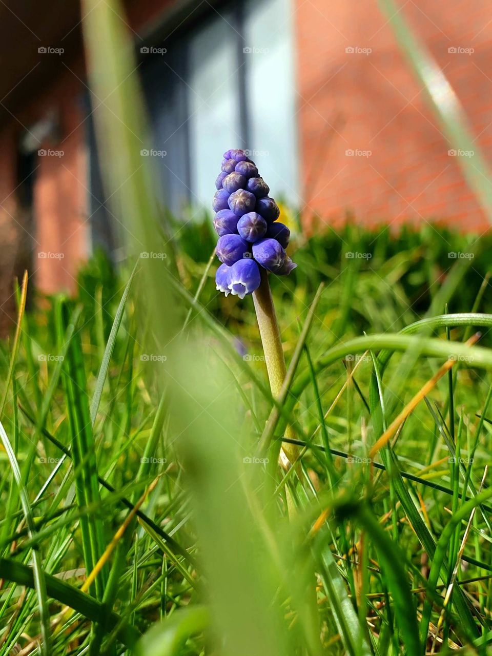 a low portrait of a blue grape hyacinth standing in the grass of a lawn on a sunny day.