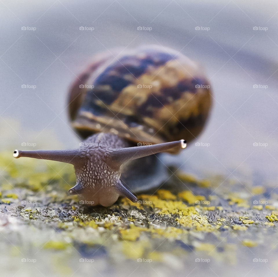 Macro snail