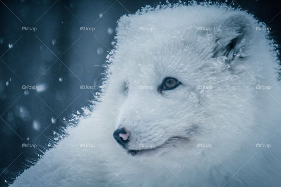 Beautiful Polar Fox !