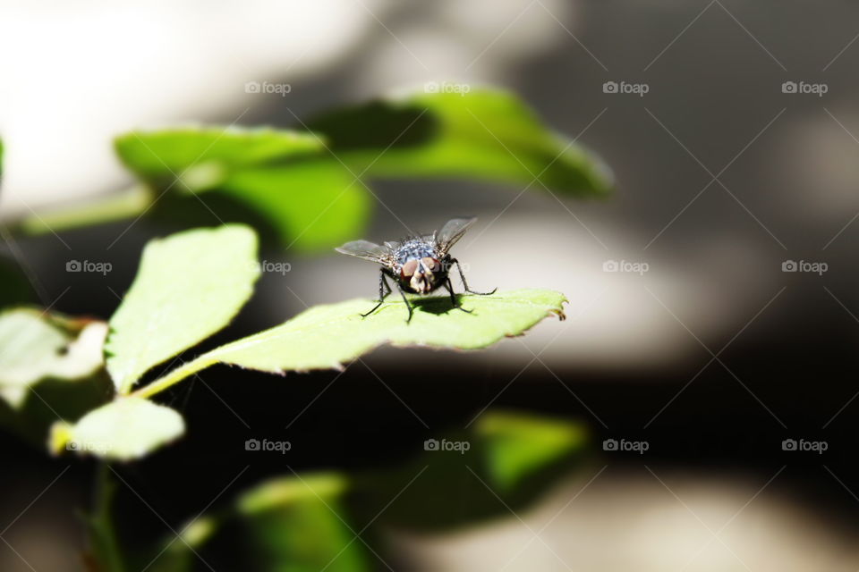 Insect, No Person, Leaf, Wildlife, Nature