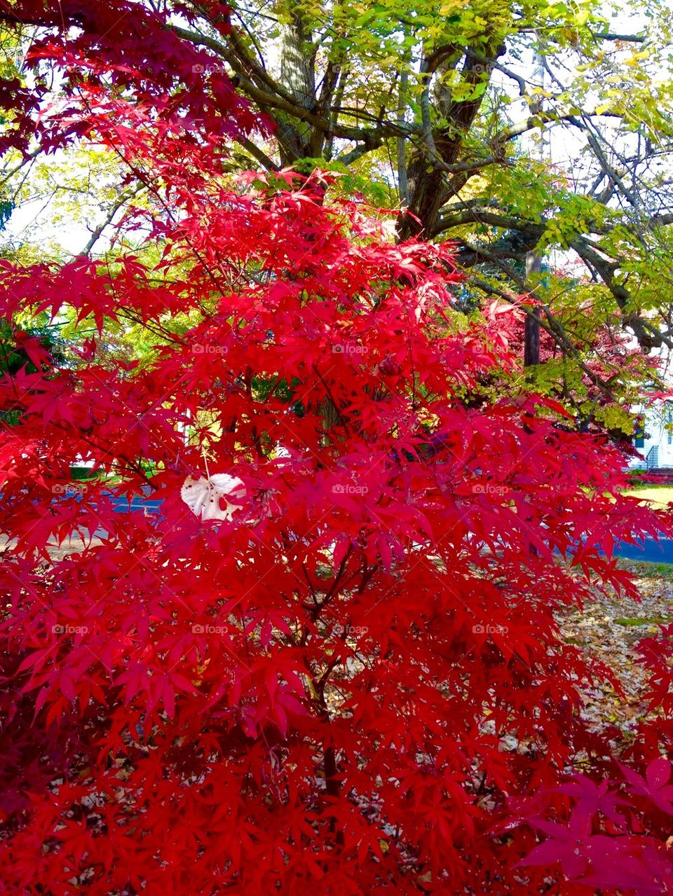 Linden and Japanese Maple Trees